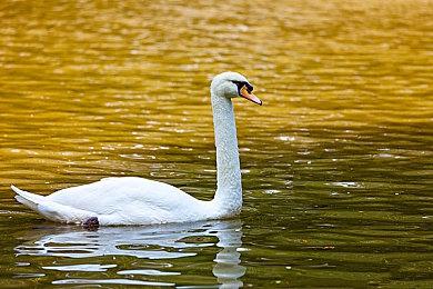 任天堂新直面会今晚10点举行 不会有NS2消息